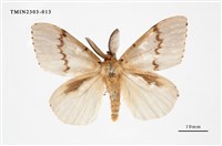 藏品(木毒蛾)的圖片